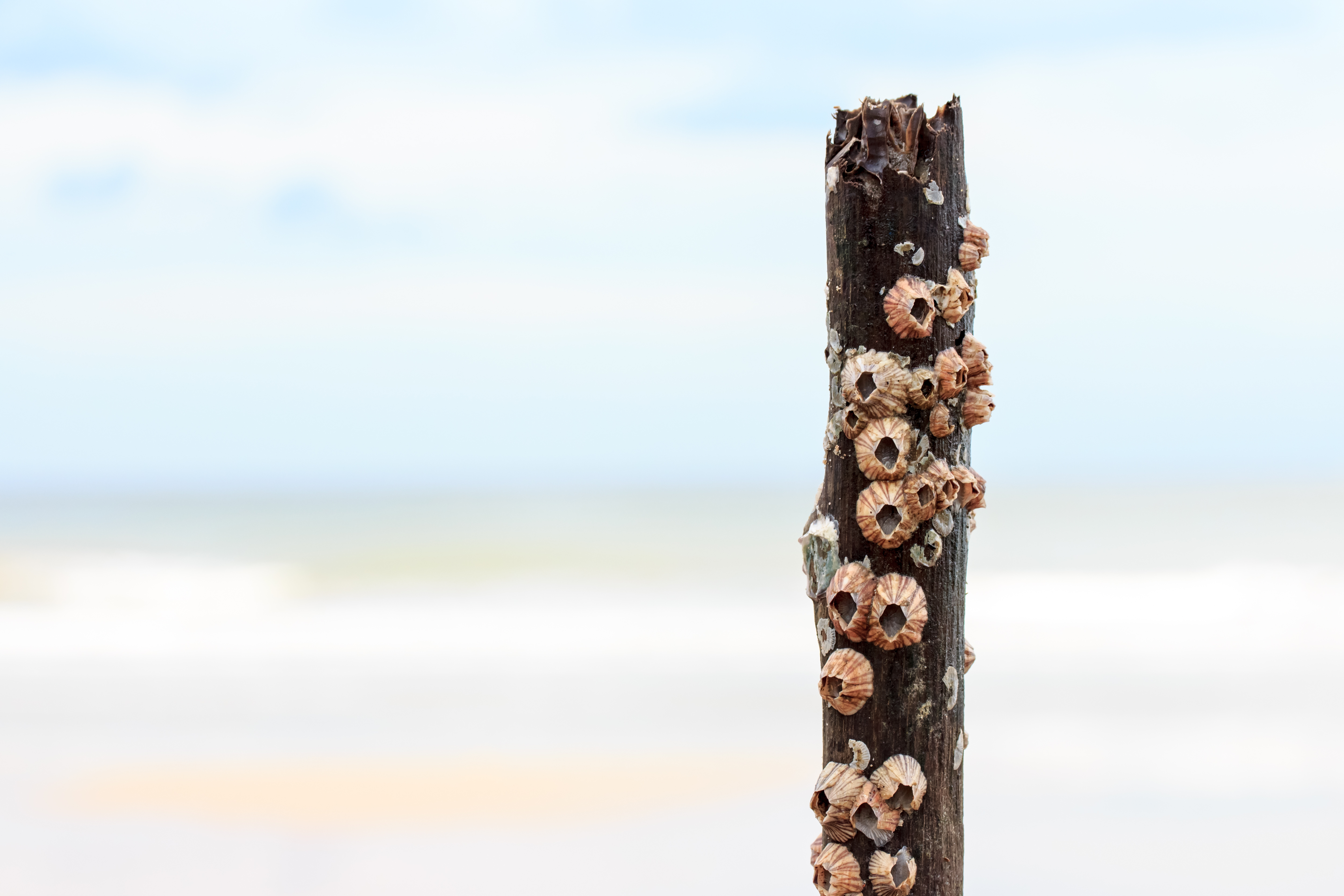 Like barnacles…