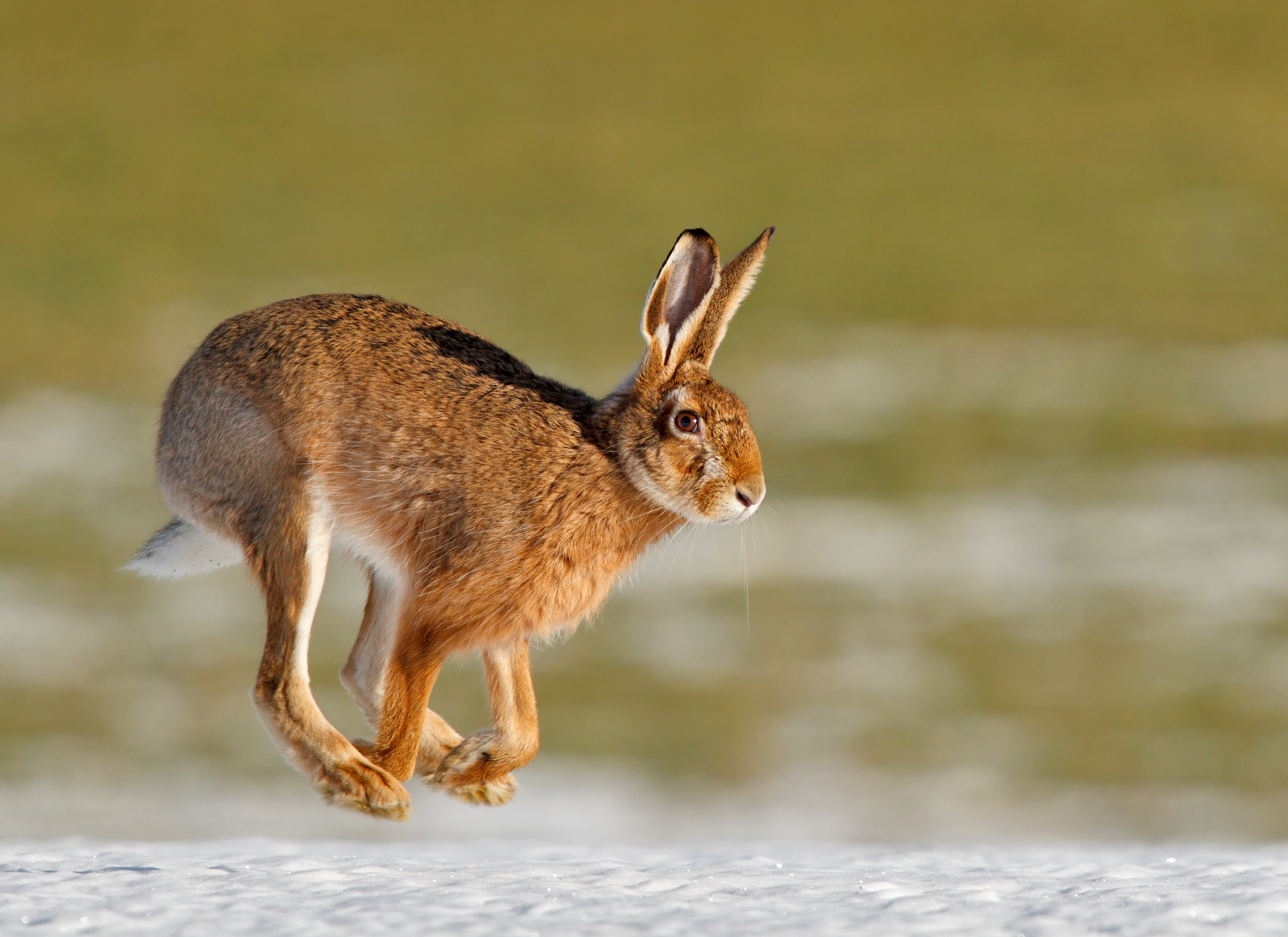 The High-spirited Hare