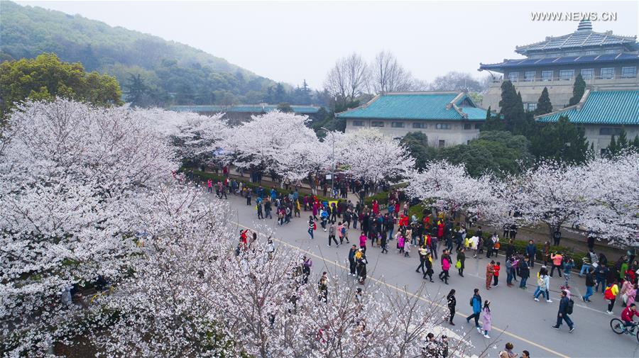 Wuhan: Cherry blossom reminds us that life is fragile