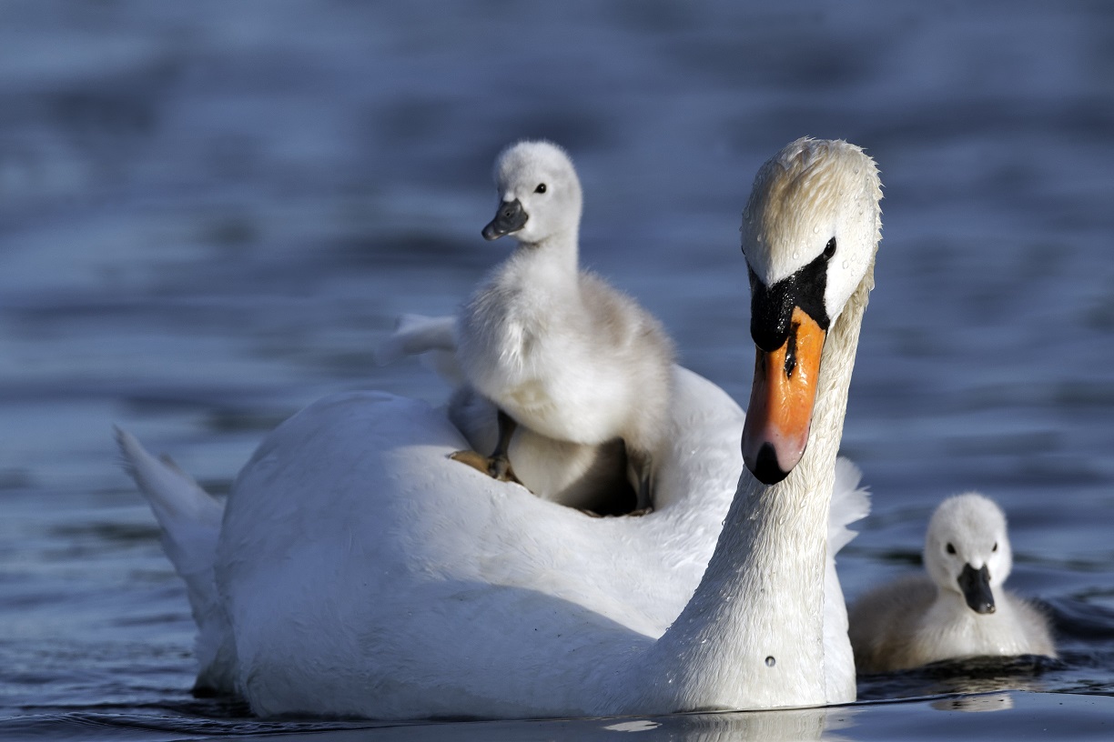 Sensational Swans