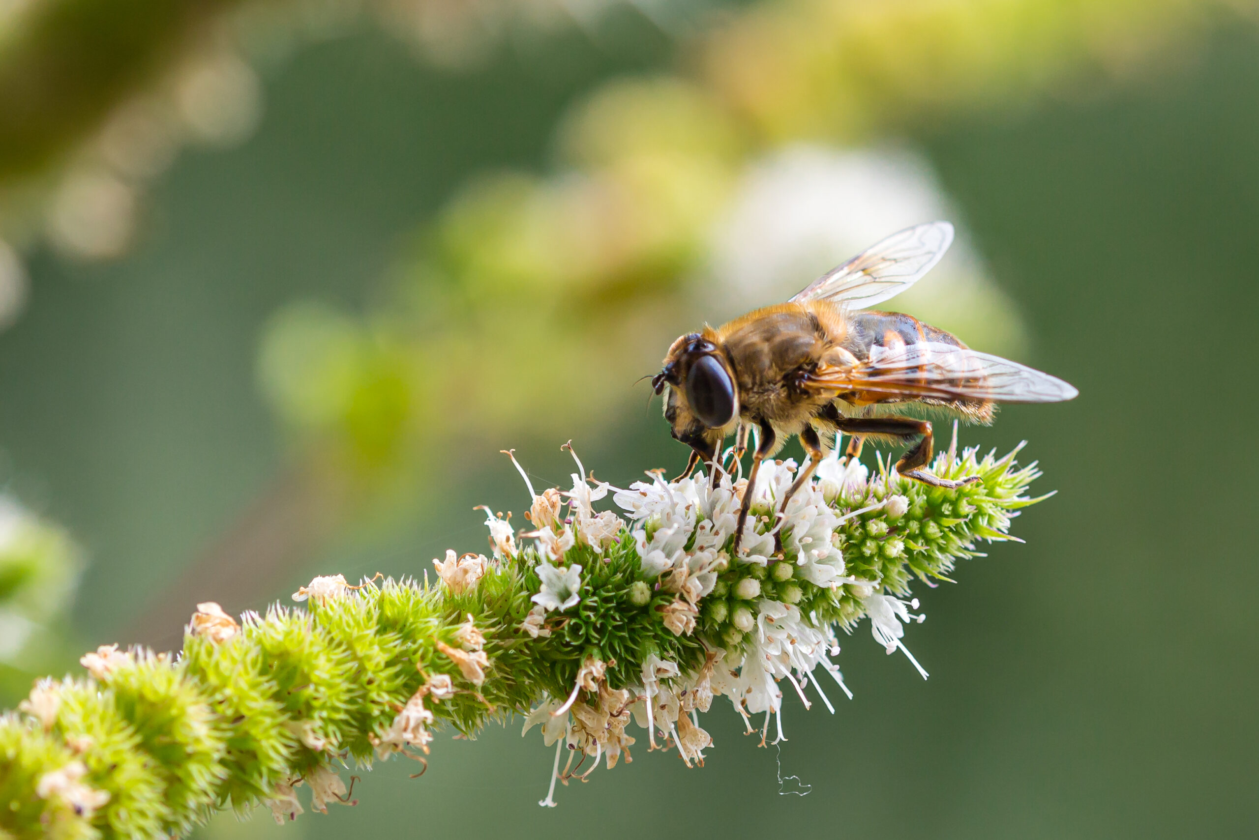 The Wonders of Pollination and Pollinators