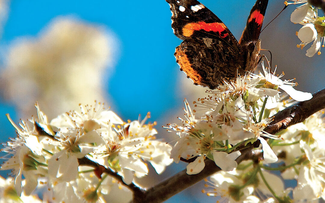 May/June 2025 Issue of the Far East Magazine