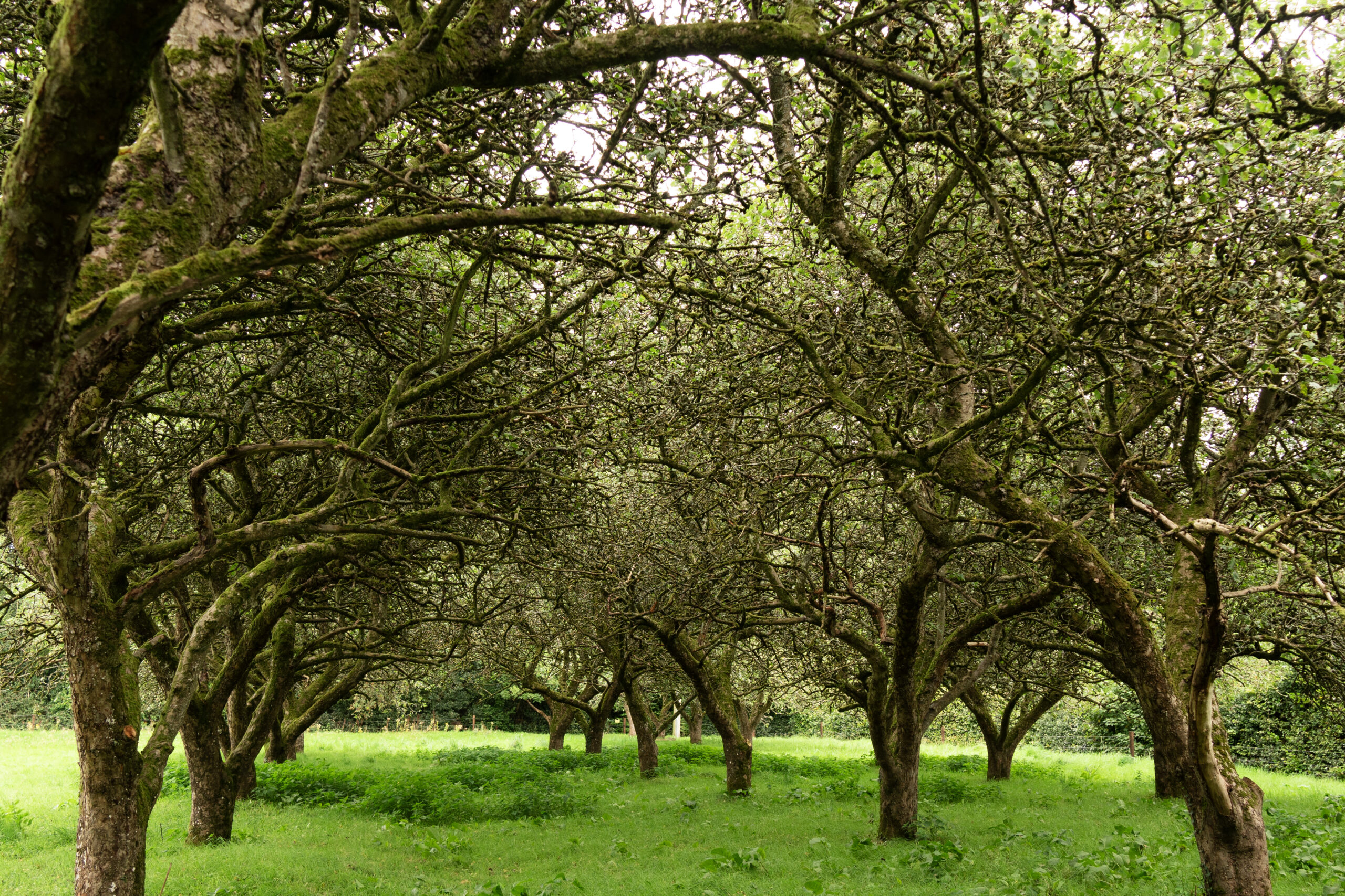 13.DalganBioDiversity2025