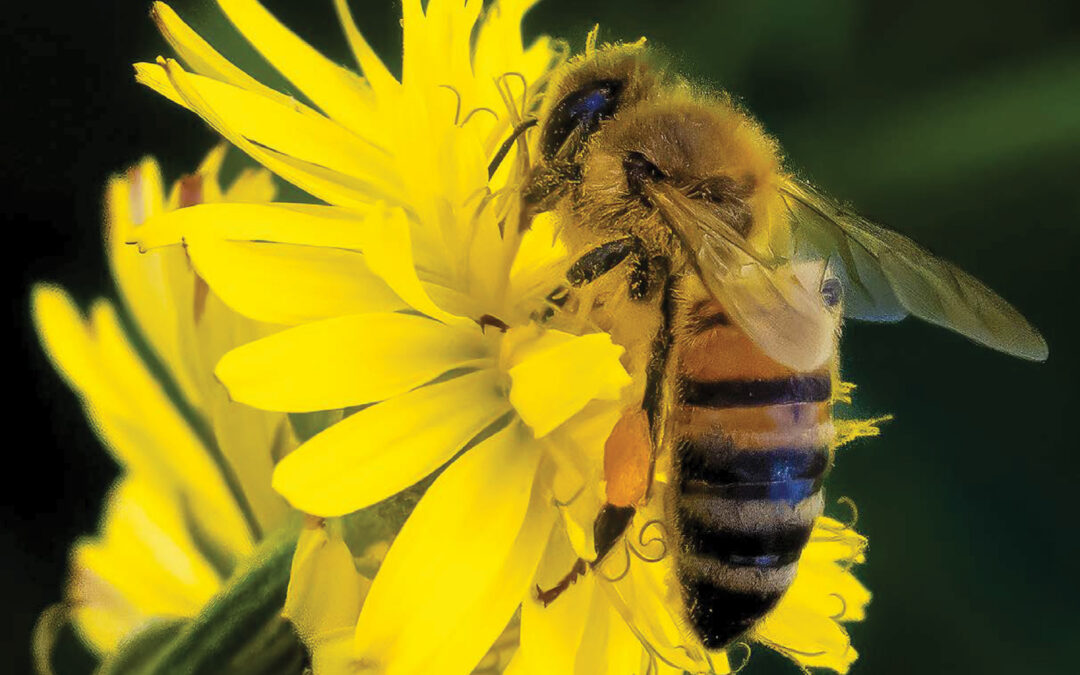 Far East Magazine Focuses on Season of Creation