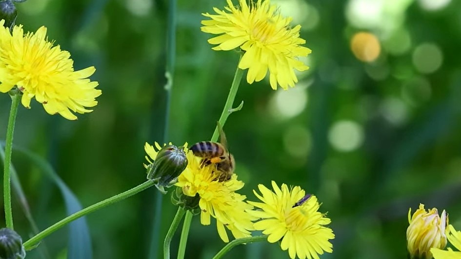 Biodioversity in Chile