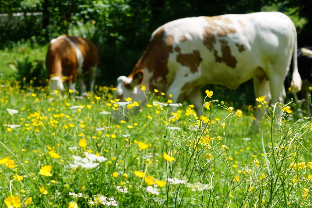 Pasture scene with cows grazing in a meadow filled with yellow wildflowers and green foliage in the background.