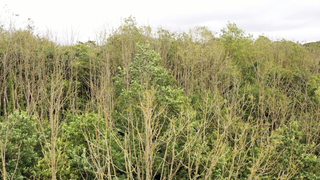 1Drone Clips 08 2026 - Columban Missionaries Dense grove of leafless trees with green undergrowth beneath a pale, cloudy sky.