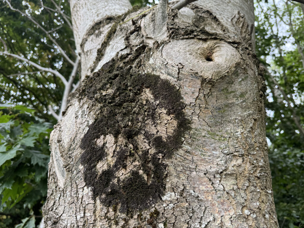 Close-up of a tree trunk showing rough, cracked bark with dark mossy patches at the base.